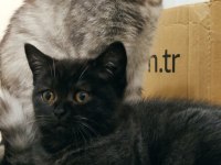 Dark Chocolate British Shorthair Yavrular