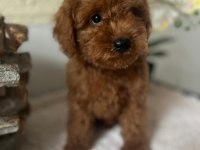 Red Brown Kore Toy Poodle Bebeklerimiz