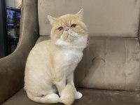 13 Aylık Exotic Shorthair Fındık