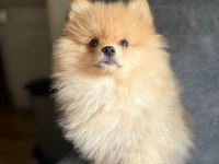2 aylık pomeranian yavrumuz