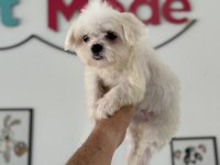 Petmode köpek çiftliğinde ziyarete açık kore maltese