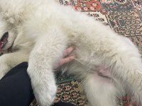 3 aylık samoyed