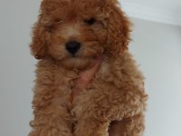 Poodle yavru köpek toy