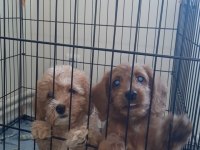 KALİTELİ MALTİPOO YAVRUMUZ
