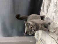 British Shorthair 1 Yaşında