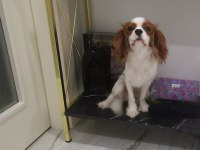 Cüce Cavalier King Charles Spaniel