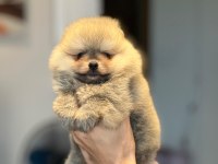 POMERANİAN BOO YAVRULAR