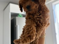 RED BROWN POODLE YAVRUMUZ