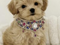 MALTİPOO SAFKAN