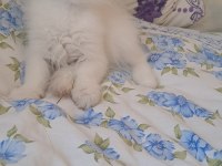 2 Erkek British Longhair Yavru Pet Olarak Sahiplendirilecek