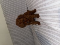 DİŞİ KORE POODLE YAVRU