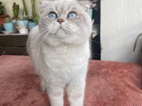 British shorthair kediler