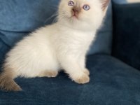 Muhteşem güzellikte british shorthair yavru