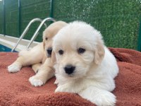 Dişi golden retriever bebekler