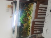 120 lik mobilyalı full malzemeli canlı akvaryum