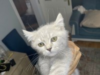 British shorthair golden