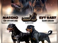 Grand Türkiye Şampiyonu yavruları A şecereli Rottweiler