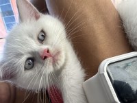 Blue point puanlı british shorthair
