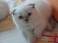 Scottish Fold Yavrularımız