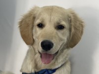 Yavru Golden Retriever 5 Aylık