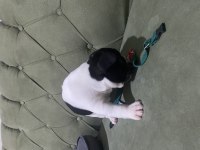 İzmir kaliteli french bulldog yavrularım