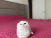 SCOTTISH FOLD SILVER YAVRULARIM 
