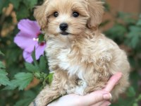 SAFKAN MALTİPOO BEBEKLERİM