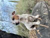 Safkan Kısa Bacak Jack Russell
