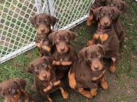 Üst kalite kızıl doberman yavruları