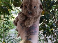 TOY POODLE YAVRULARMIZ