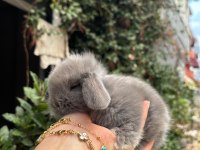 HOLLANDA LOP TAVŞANLARI