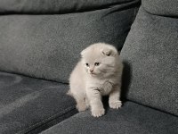 11 Mart doğumlu scottish fold yeni ailelerimizi arıyoruz