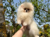 Dünyalar güzeli pomeranian yavrumuz yeni yuvasını bekliyor