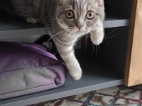Erkek scottish fold