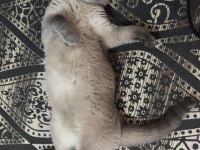 4 yaşında çok tatlı british shorthair