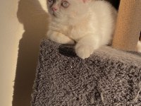 ERKEK BRİTİSH CİNSİ YAVRU KEDİMİZ