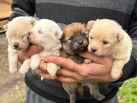 Pomeranian yavrular