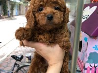 DÜNYA TATLISI POODLE YAVRULARI