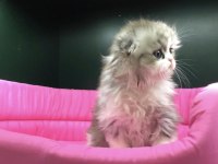 Scottish fold longhair yavrumuz