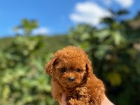Teacup poodle yavrumuz