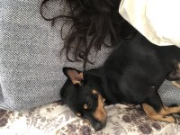 Köpeğimize dişi eş arıyoruz antalya