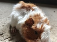 İstanbul Bağcılar Ginepig
