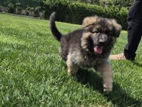 K9 Çiftliğinden Alman Kurdu Yavruları 