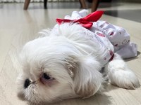 Safkan Shih-tzu Yavruları