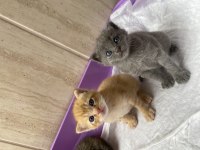 Güzel british shorthair yavrularımız acil