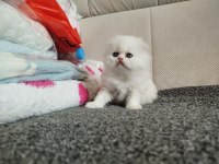 Blue point erkek ve dişi kedilerimiz