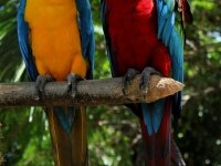 Orjinal Ara Macaw özel renk