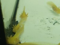 Axolotl 5 6 7 cm