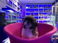 Sevimli Shih-Tzu Yavrularımız