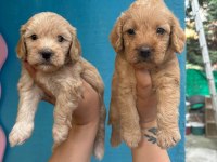 1 aylık Maltipoo yavrularımız